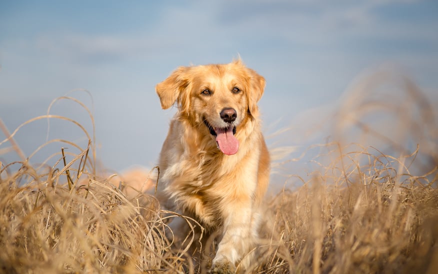 Selbständig machen mit einer Hundeschule