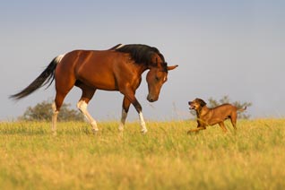 Tierhalterhaftpflicht Versicherung